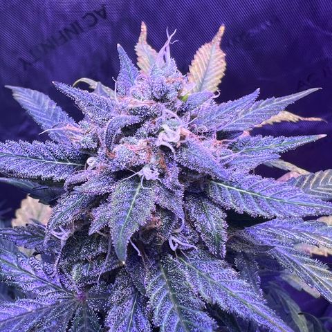 Bobby D’s Zkittlez growlog photo: Great buds!