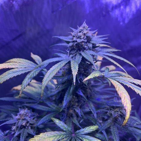 Bobby D’s Zkittlez growlog photo: Great buds!