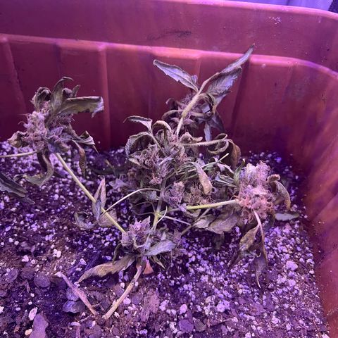 Bobby D’s Zkittlez growlog photo: R.I.P. to the Fucking Incredible 🫡