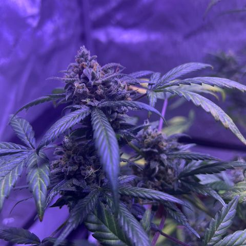 Bobby D’s Zkittlez growlog photo: R.I.P. to the Fucking Incredible 🫡