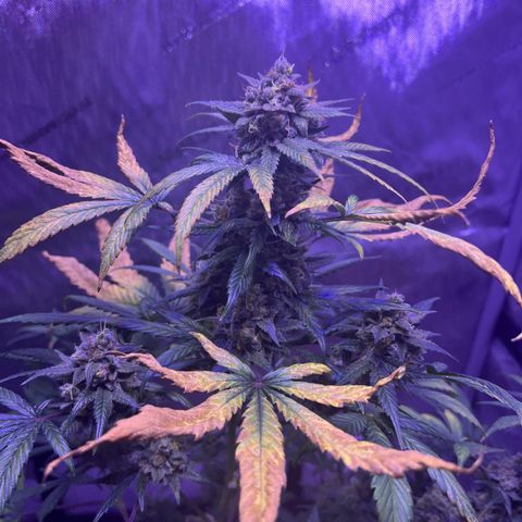 Bobby D’s Zkittlez growlog photo: R.I.P. to the Fucking Incredible 🫡
