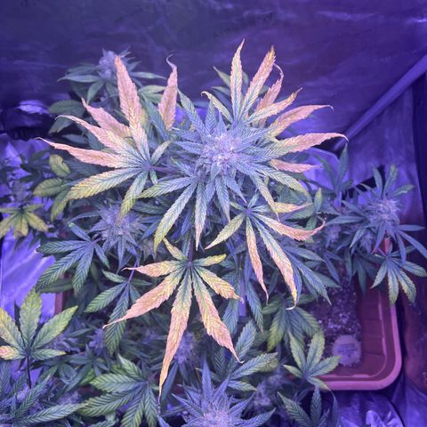 Bobby D’s Zkittlez growlog photo: R.I.P. to the Fucking Incredible 🫡