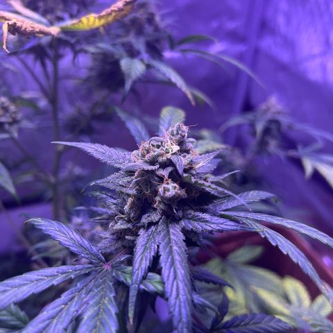 Bobby D’s Zkittlez growlog photo: R.I.P. to the Fucking Incredible 🫡