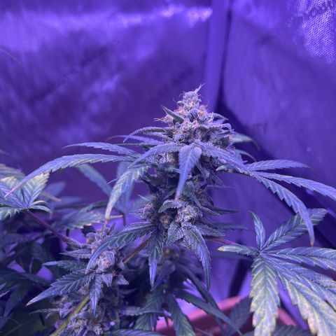 Bobby D’s Zkittlez growlog photo: R.I.P. to the Fucking Incredible 🫡