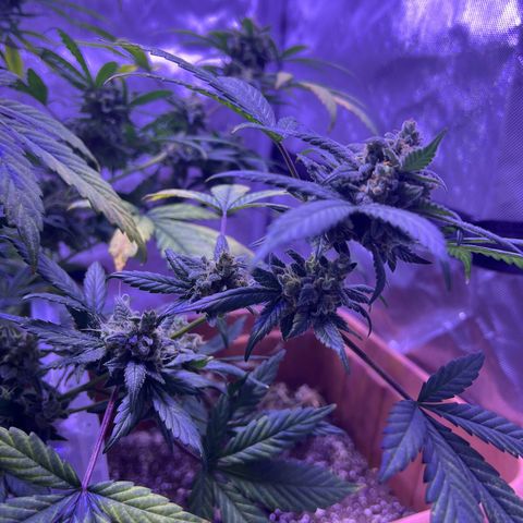 Bobby D’s Zkittlez growlog timeline photo