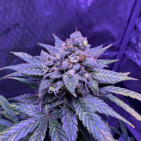 Bobby D’s Zkittlez growlog timeline photo