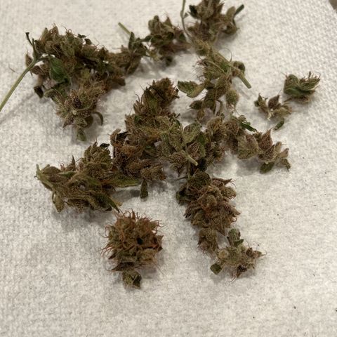 Bobby D’s Zkittlez growlog timeline photo