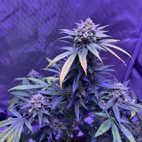 Bobby D’s Zkittlez growlog timeline photo