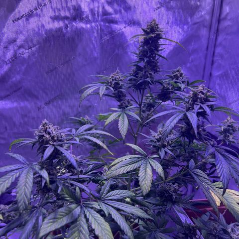 Bobby D’s Zkittlez growlog timeline photo