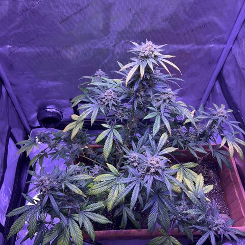 Bobby D’s Zkittlez growlog timeline photo
