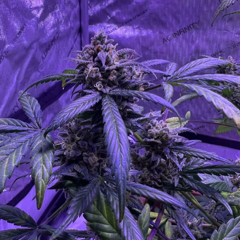 Bobby D’s Zkittlez growlog timeline photo