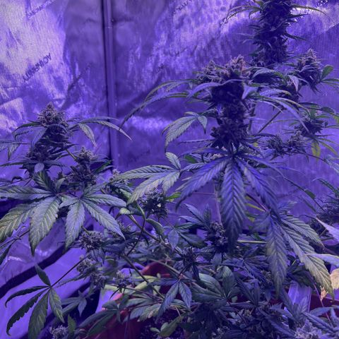 Bobby D’s Zkittlez growlog timeline photo