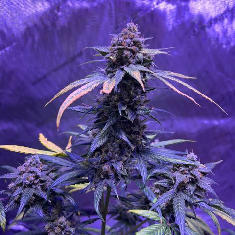 Bobby D’s Zkittlez growlog timeline photo