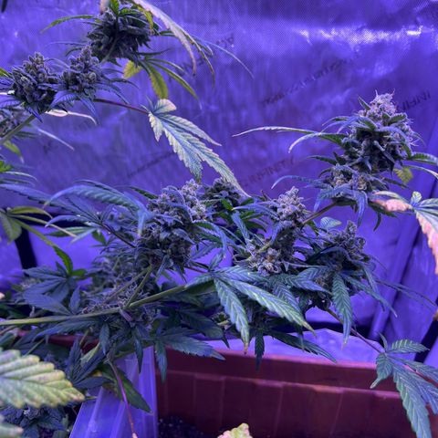 Bobby D’s Zkittlez growlog timeline photo