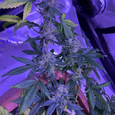 Bobby D’s Zkittlez growlog timeline photo