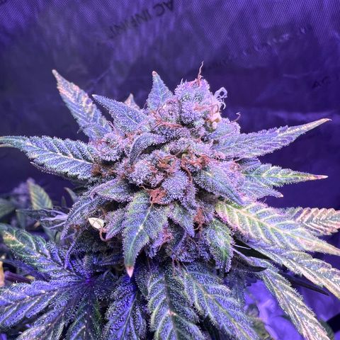 Bobby D’s Zkittlez growlog timeline photo