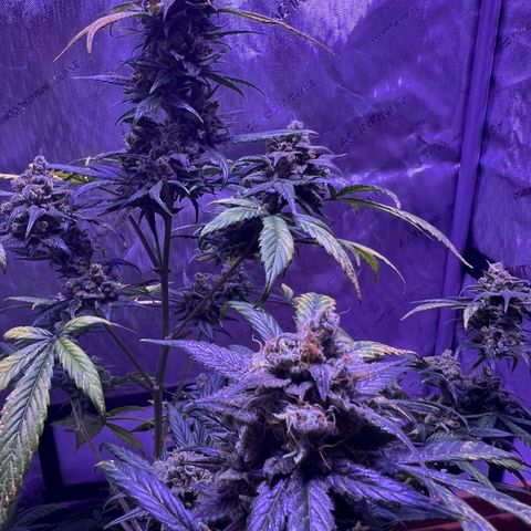 Bobby D’s Zkittlez growlog timeline photo