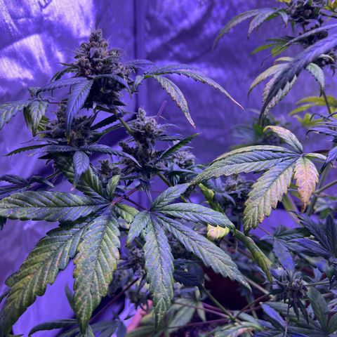 Bobby D’s Zkittlez growlog timeline photo