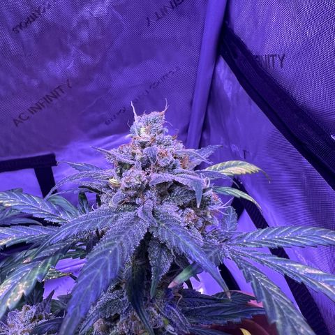 Bobby D’s Zkittlez growlog timeline photo