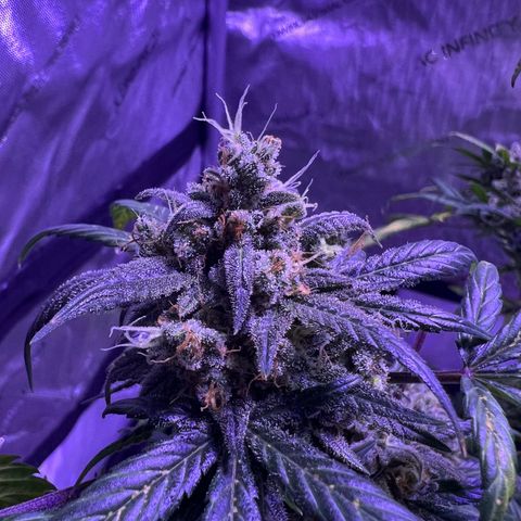Bobby D’s Zkittlez growlog timeline photo