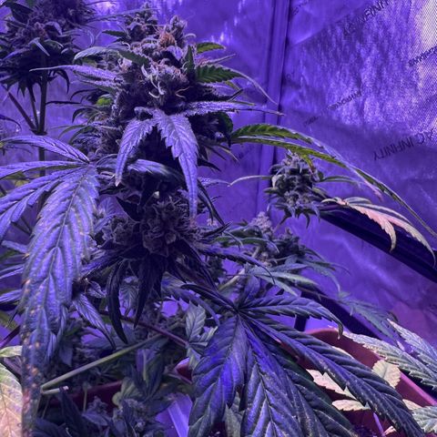Bobby D’s Zkittlez growlog timeline photo