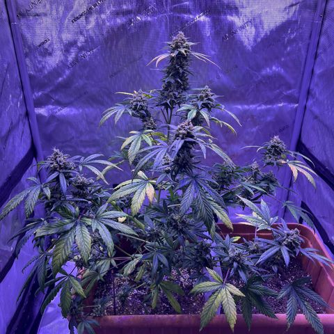 Bobby D’s Zkittlez growlog timeline photo