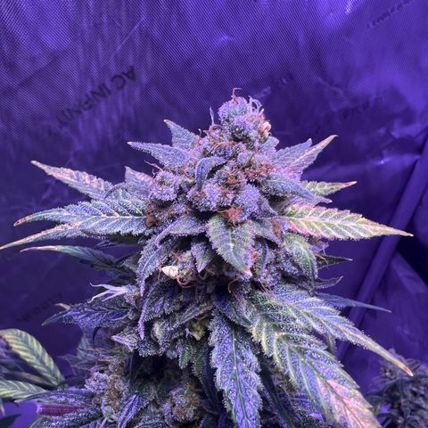 Bobby D’s Zkittlez growlog timeline photo