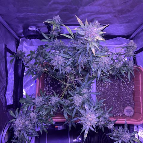 Bobby D’s Zkittlez growlog timeline photo