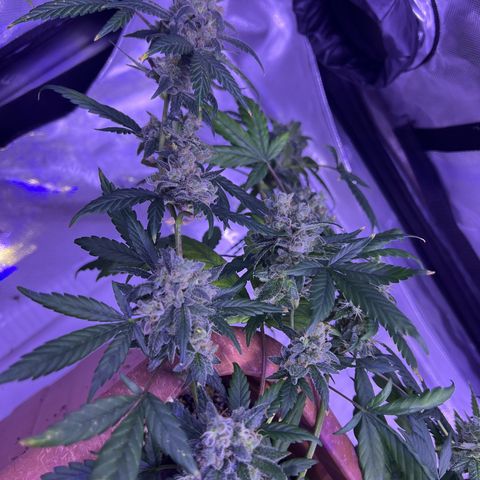 Bobby D’s Zkittlez growlog timeline photo