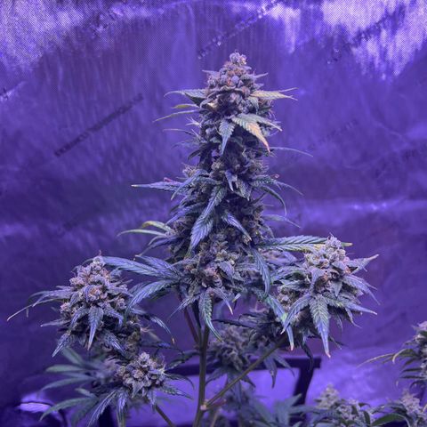 Bobby D’s Zkittlez growlog timeline photo