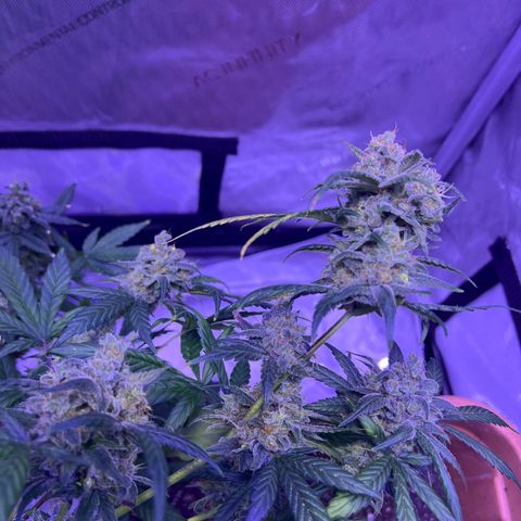 Bobby D’s Zkittlez growlog timeline photo