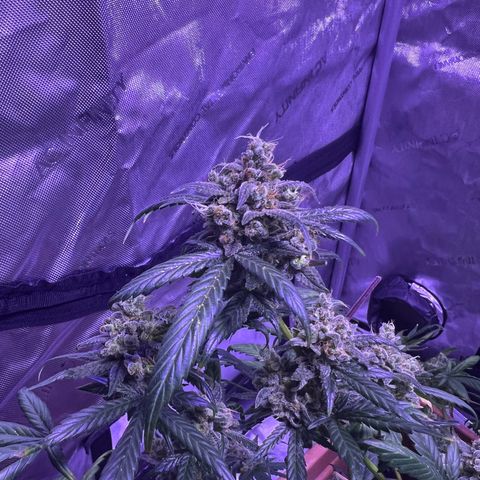 Bobby D’s Zkittlez growlog timeline photo