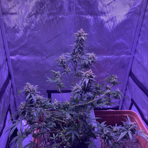 Bobby D’s Zkittlez growlog timeline photo