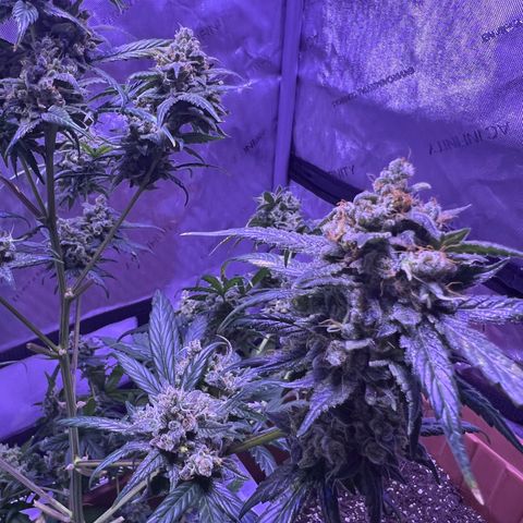 Bobby D’s Zkittlez growlog timeline photo