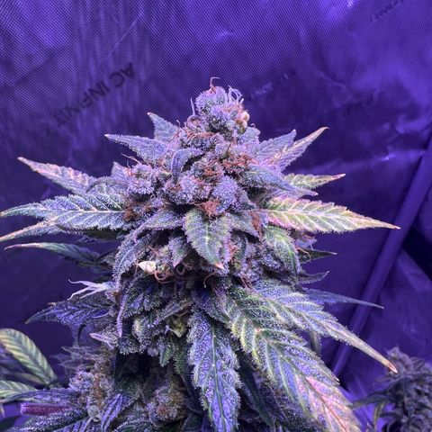 Bobby D’s Zkittlez growlog timeline photo