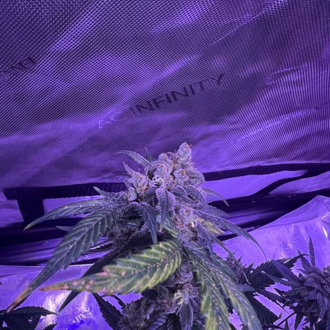 Bobby D’s Zkittlez growlog timeline photo