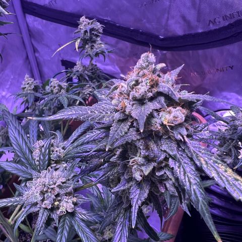 Bobby D’s Zkittlez growlog timeline photo