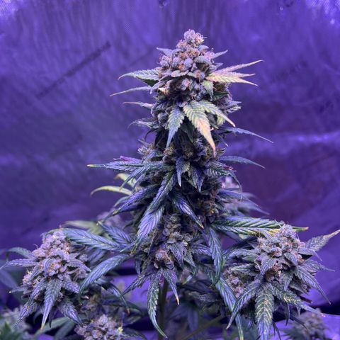 Bobby D’s Zkittlez growlog timeline photo