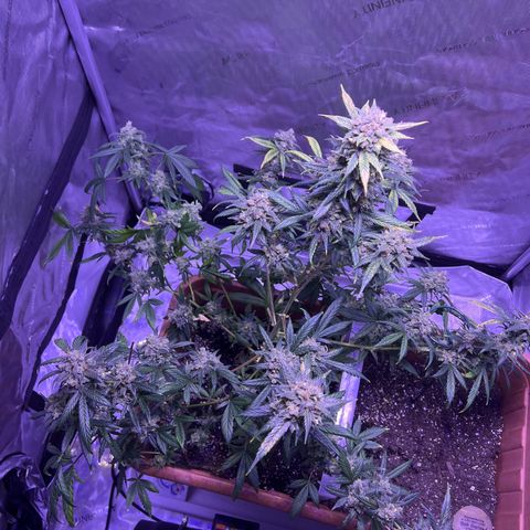 Bobby D’s Zkittlez growlog timeline photo