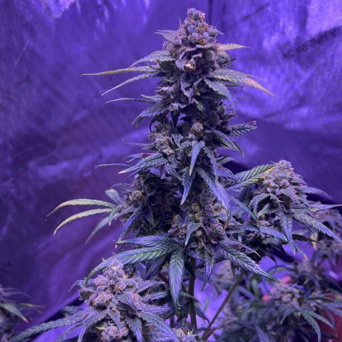 Bobby D’s Zkittlez growlog timeline photo