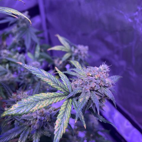 Bobby D’s Zkittlez growlog timeline photo