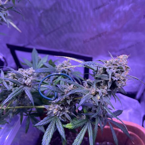 Bobby D’s Zkittlez growlog timeline photo