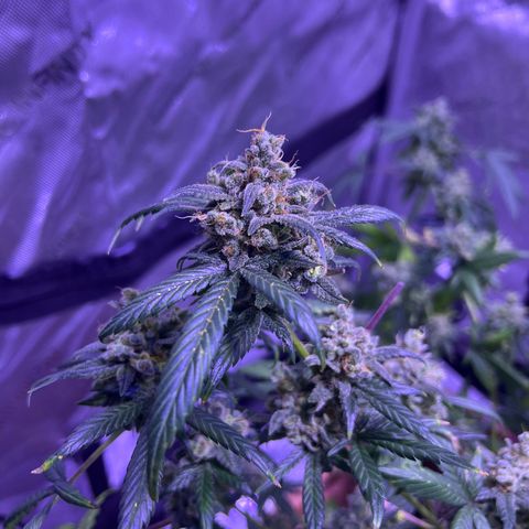 Bobby D’s Zkittlez growlog timeline photo