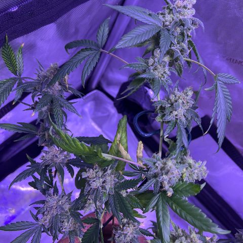 Bobby D’s Zkittlez growlog timeline photo