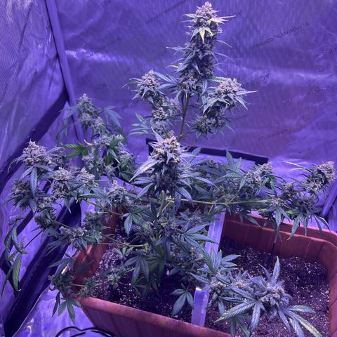Bobby D’s Zkittlez growlog timeline photo