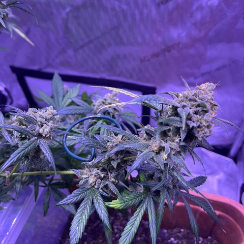 Bobby D’s Zkittlez growlog timeline photo