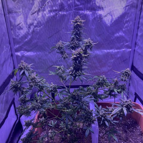Bobby D’s Zkittlez growlog timeline photo