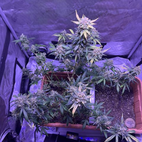 Bobby D’s Zkittlez growlog timeline photo