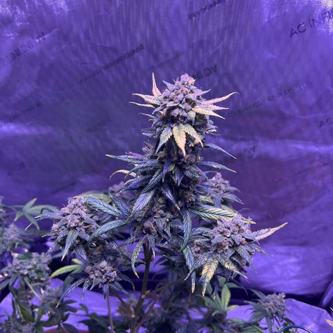 Bobby D’s Zkittlez growlog timeline photo