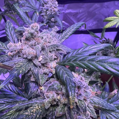 Bobby D’s Zkittlez growlog timeline photo